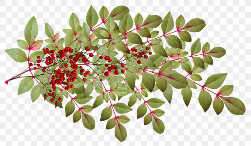 Flower Plant Tree Branch Woody Plant, PNG, 825x480px, Flower, Arctostaphylos, Arctostaphylos Uvaursi, Branch, Leaf Download Free