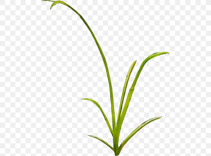 Plant Flower Grass Leaf Terrestrial Plant, PNG, 500x610px, Watercolor, Flower, Grass, Grass Family, Leaf Download Free