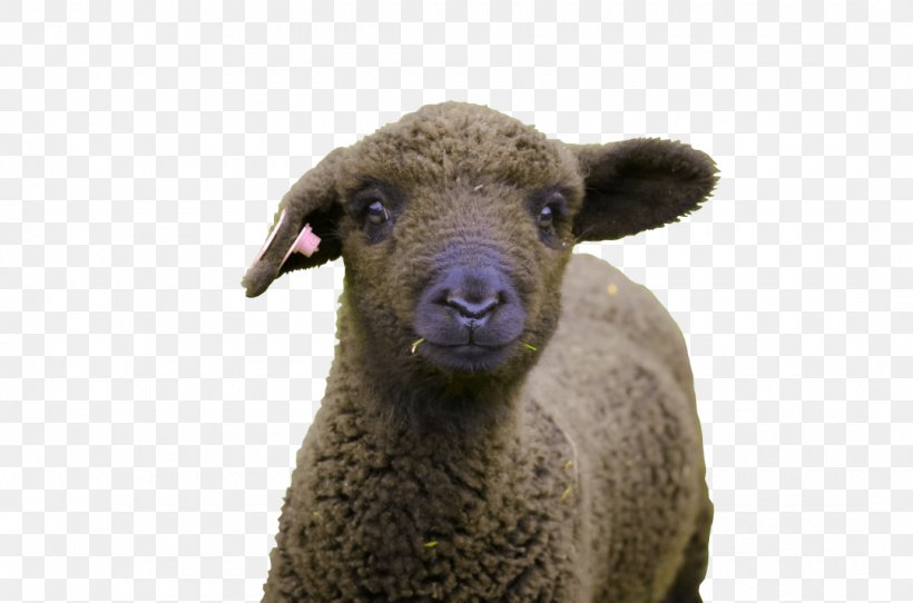 Romney Sheep Wool Bear Creek Felting Animal, PNG, 1080x715px, Romney Sheep, Animal, Cow Goat Family, Felt, Goat Antelope Download Free