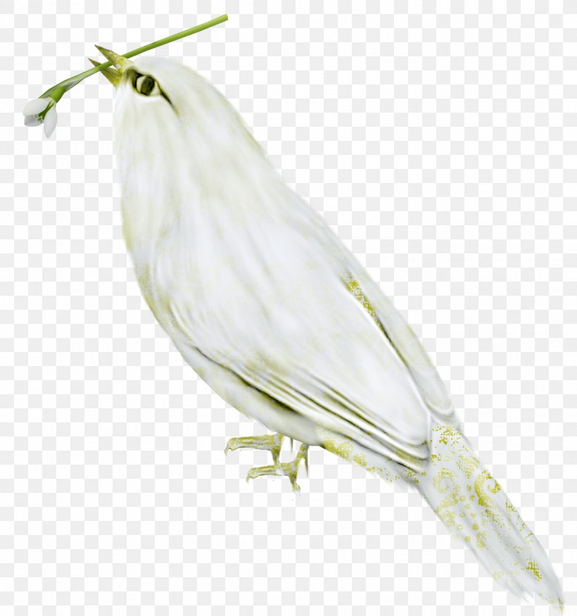Bird Finch Beak Feather Wing, PNG, 1325x1414px, Bird, Beak, Fauna, Feather, Finch Download Free