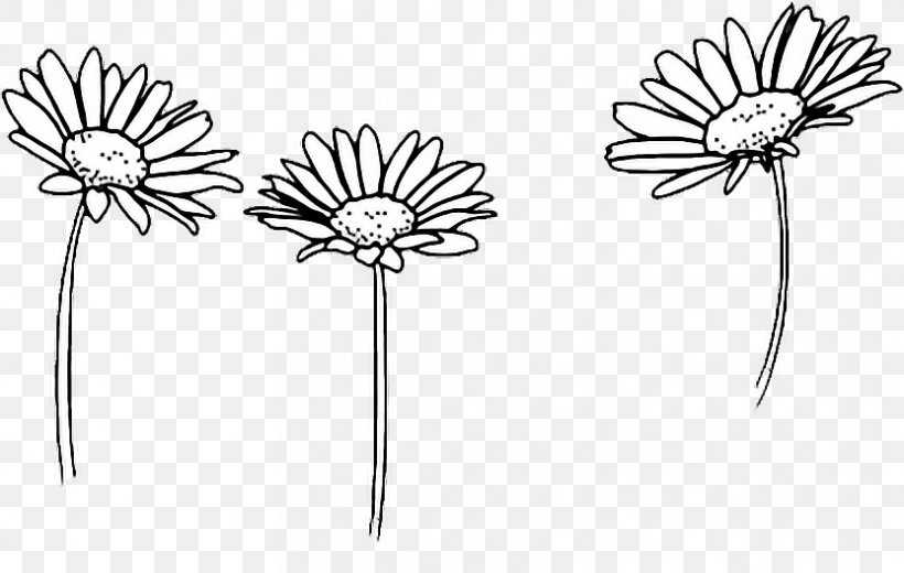 Drawing Common Daisy Flower Sketch, PNG, 832x528px, Drawing, Art, Artwork, Black And White, Body Jewelry Download Free