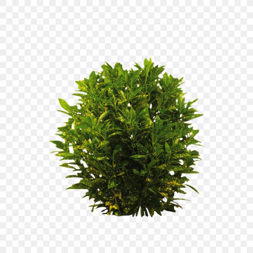 English Yew Water Surface Shrub Plants, PNG, 844x844px, English Yew, Braid, Evergreen, Flower, Garden Croton Download Free