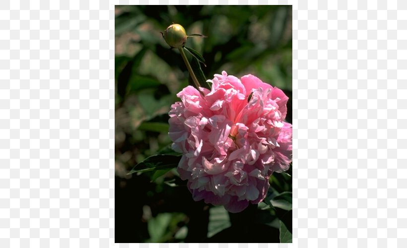 Floribunda Peony Pink M Herbaceous Plant Annual Plant, PNG, 500x500px, Floribunda, Annual Plant, Family, Family Film, Flower Download Free