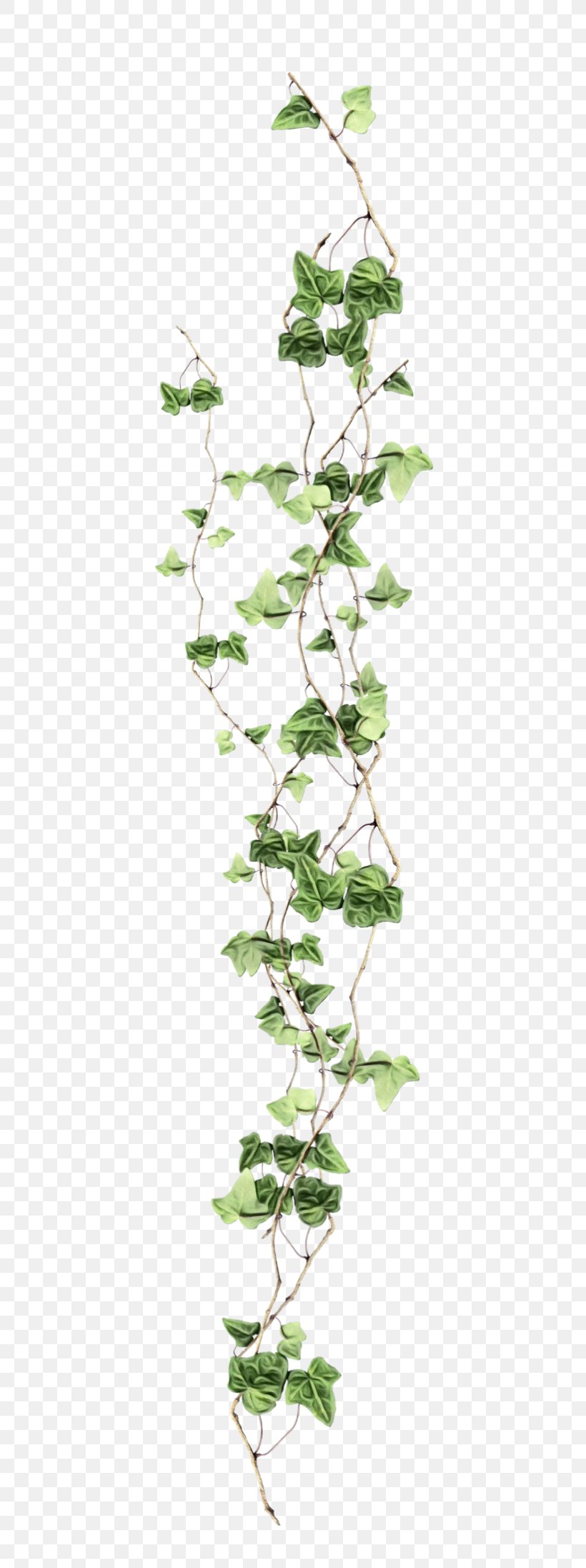 Ivy, PNG, 482x2193px, Watercolor, Branch, Flower, Flowering Plant, Ivy Download Free