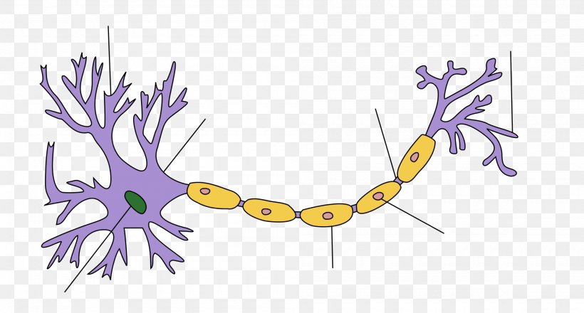 Lower Motor Neuron Soma Upper Motor Neuron, PNG, 2000x1075px, Watercolor, Cartoon, Flower, Frame, Heart Download Free