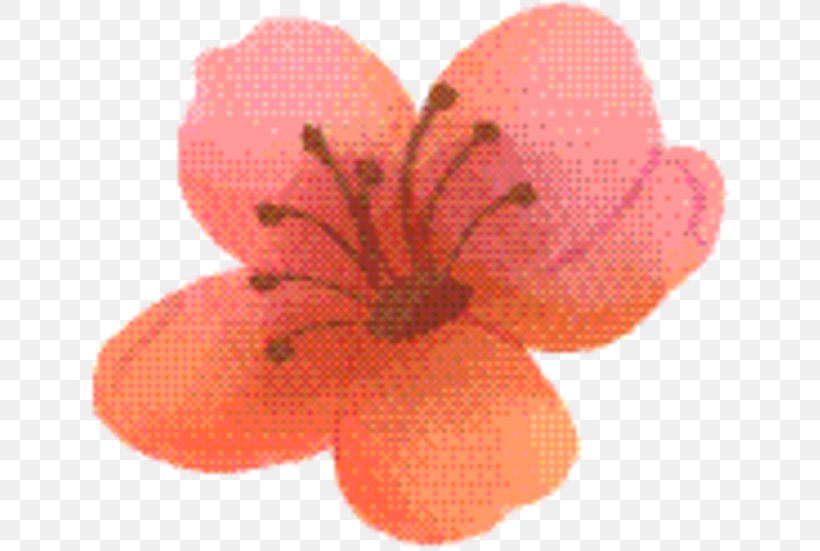 Pink Flower Cartoon, PNG, 655x551px, Fruit, Flower, Orange, Peach, Petal Download Free