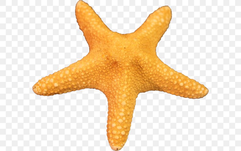 Starfish Clip Art, PNG, 600x516px, Starfish, Animal, Brittle Star, Echinoderm, Invertebrate Download Free