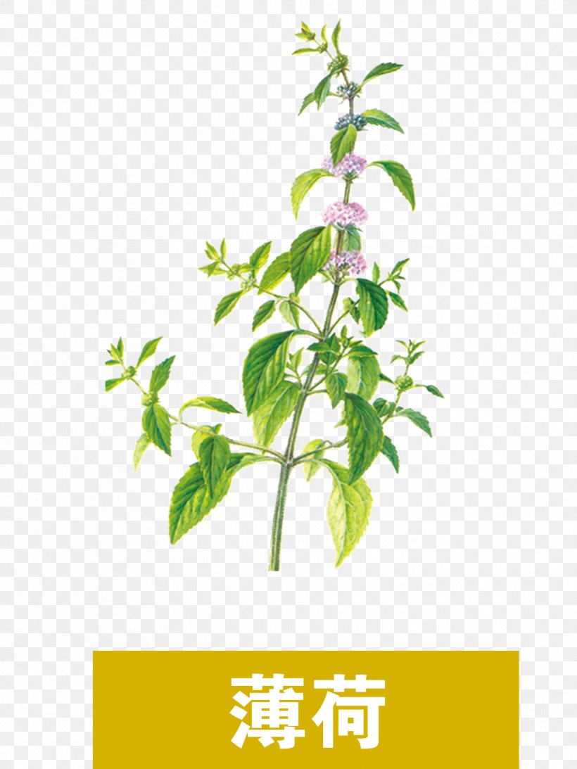 Compendium Of Materia Medica Traditional Chinese Medicine Chinese Herbology Mint, PNG, 1772x2362px, Compendium Of Materia Medica, Aconitine, Branch, Chinese Food Therapy, Chinese Herbology Download Free