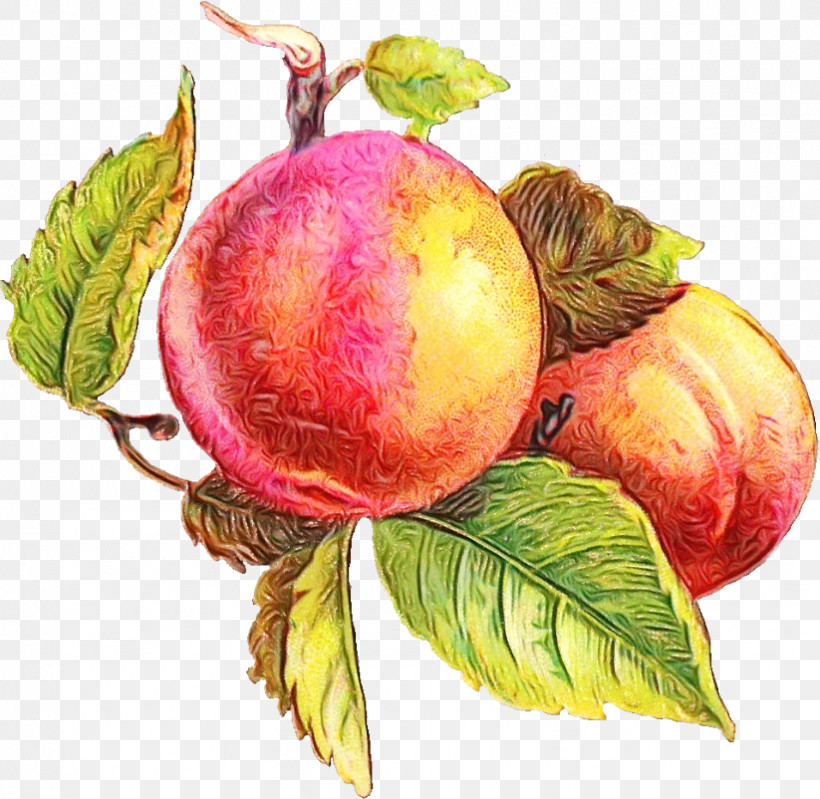 Fruit Tree, PNG, 823x802px, Watercolor, Apple, Berry, Common Plum, Fruit Download Free