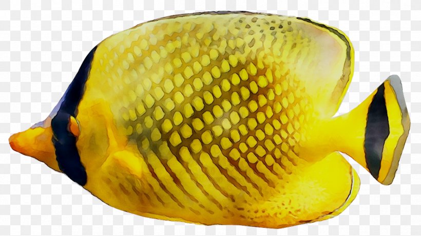 Latticed Butterflyfish Butterflyfishes Yellow Aquarium Coral, PNG, 1322x744px, Latticed Butterflyfish, Aquarium, Biology, Black, Body Download Free