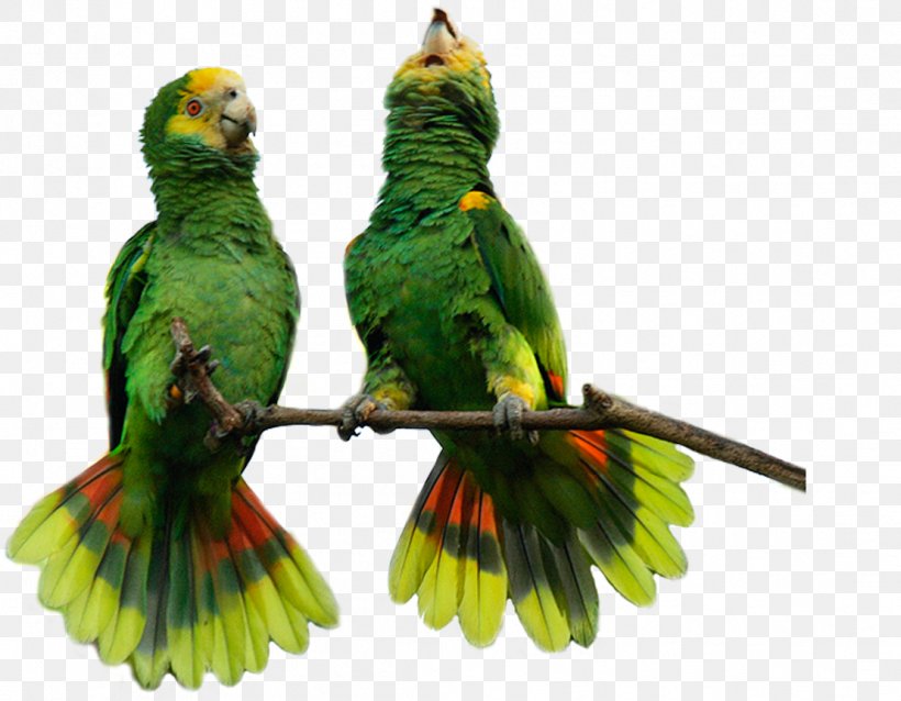 Lovebird Macaw Parakeet Feather Pet, PNG, 1109x864px, Lovebird, Beak, Bird, Common Pet Parakeet, Fauna Download Free