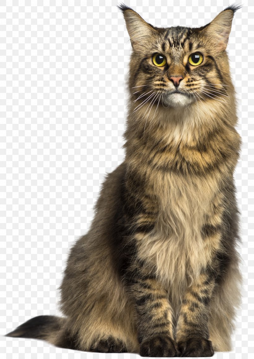 Maine Coon Asian Semi-longhair Norwegian Forest Cat Clip Art, PNG, 2122x3000px, Maine Coon, Animal, Art, Asian Semi Longhair, Asian Semilonghair Download Free