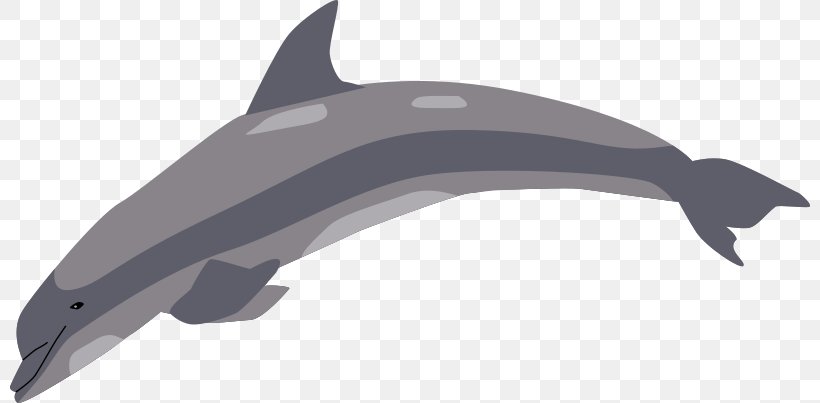 Tucuxi Common Bottlenose Dolphin Clip Art Porpoise, PNG, 800x403px, Tucuxi, Automotive Design, Black And White, Bottlenose Dolphin, Cetacea Download Free