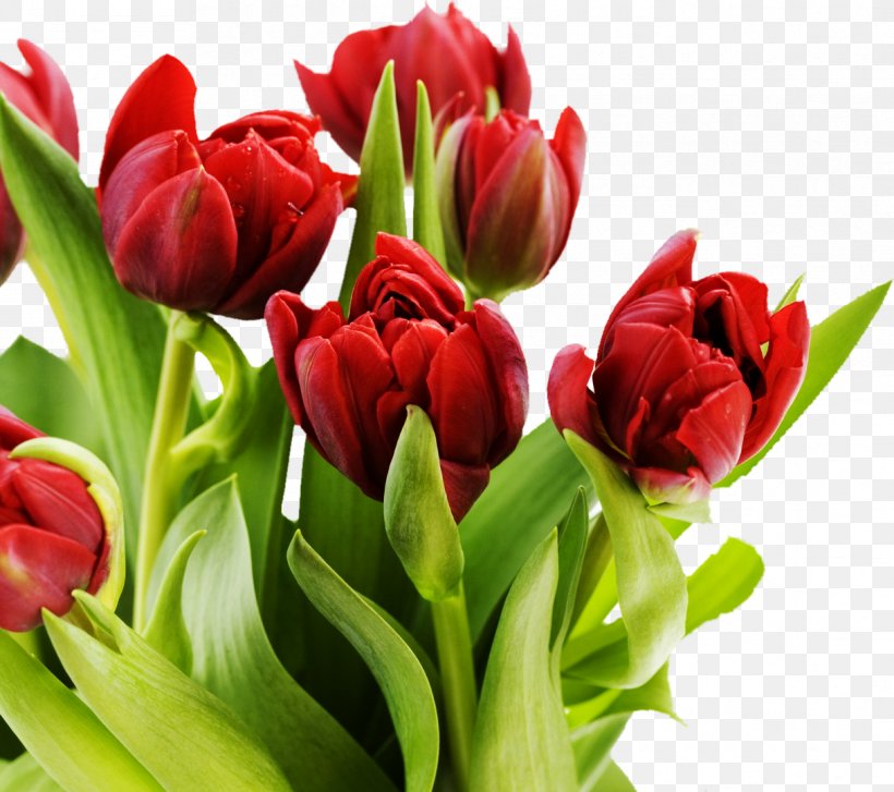 Tulip Mania Pink Flowers Desktop Wallpaper, PNG, 1218x1080px, Tulip Mania, Bulb, Cut Flowers, Display Resolution, Floral Design Download Free