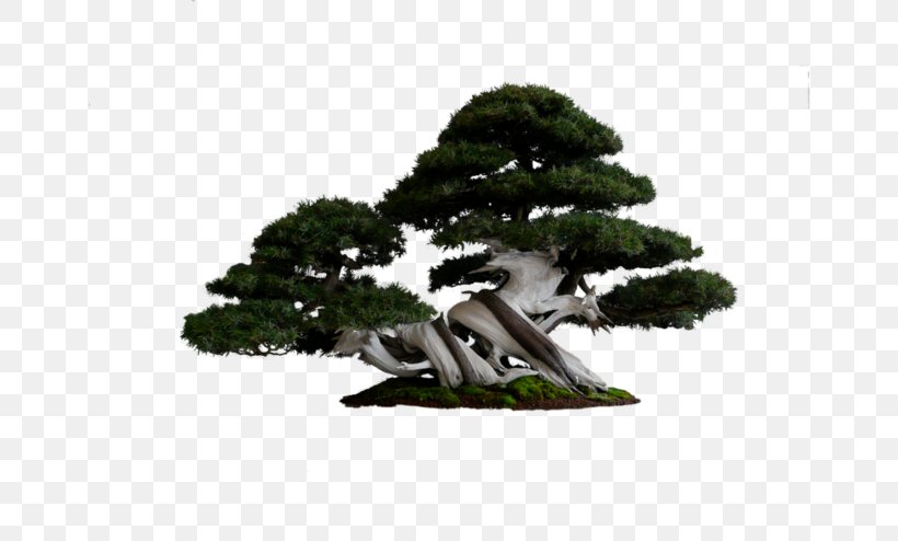 National Bonsai Foundation Tree Pine, PNG, 658x494px, National Bonsai Foundation, Biome, Bonsai, Branch, Garden Download Free