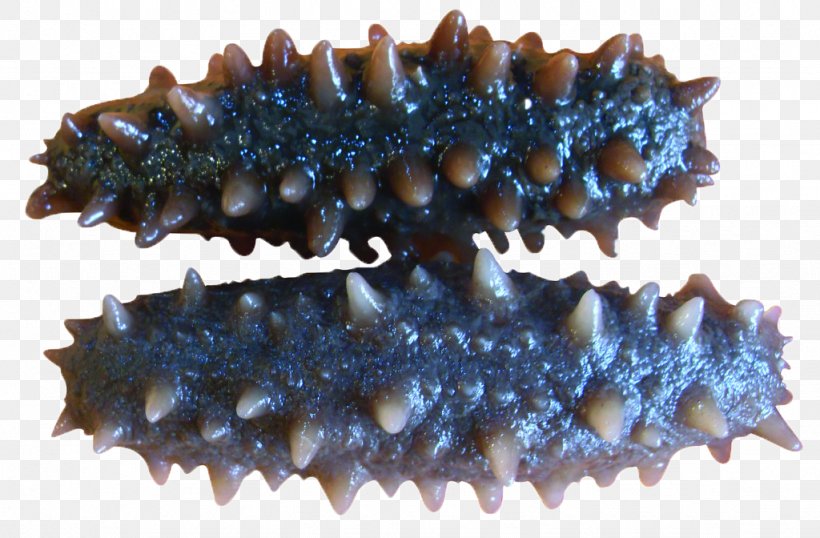Sea Cucumber As Food Seafood Fish, PNG, 1024x672px, Sea Cucumber As Food, Alibaba Group, Cucumber, Export, Factory Download Free