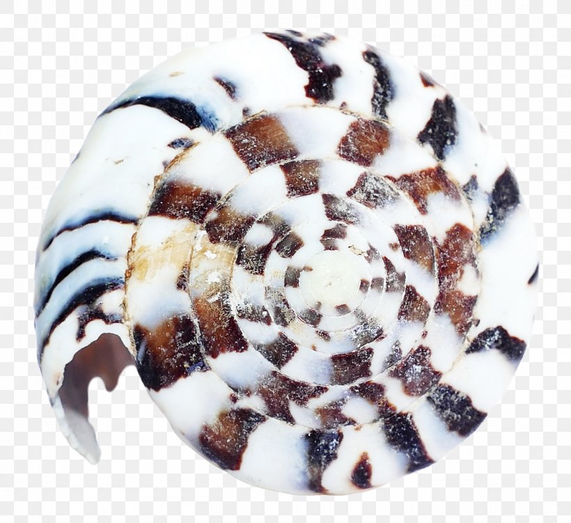 Sea Urchin Seashell Clam, PNG, 1362x1248px, Seashell, Beach, Dessert, Food, Fossil Download Free