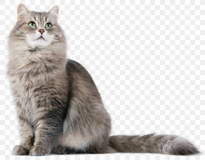 Siberian Cat Kitten Dog, PNG, 1500x1172px, Siberian Cat, Alpha Compositing, American Curl, Asian, Asian Semi Longhair Download Free