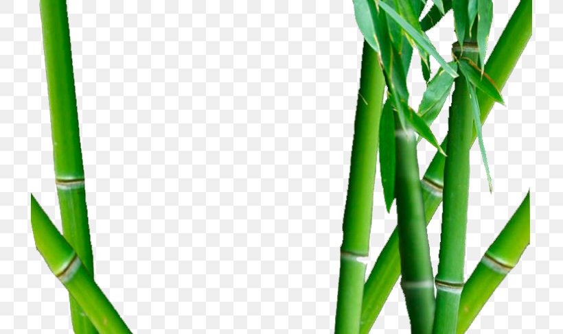 Bamboo Close-up, PNG, 730x487px, Bamboo, Closeup, Grass, Grass Family, Plant Stem Download Free