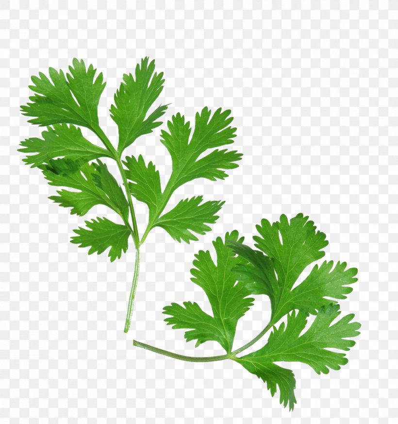 Coriander Health Mexican Cuisine Herb Parsley, PNG, 1200x1279px, Coriander, Chervil, Coconut Oil, Cooking, Dal Download Free
