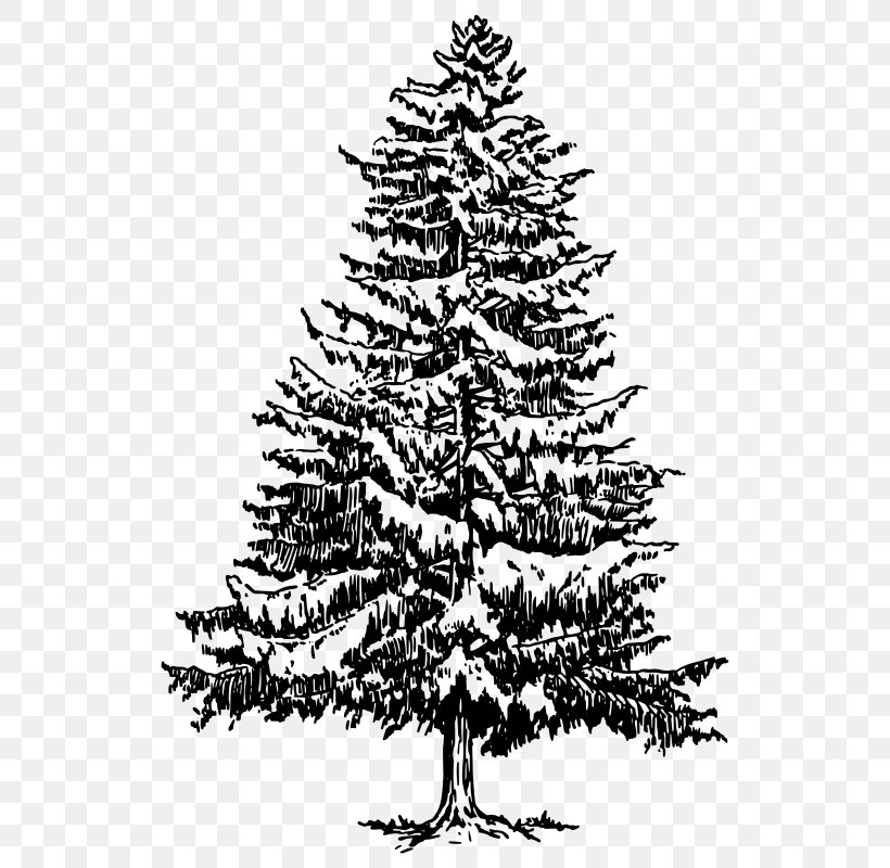 Drawing Tree Fir Hemlocks Clip Art, PNG, 550x800px, Drawing, Art, Black And White, Branch, Christmas Decoration Download Free