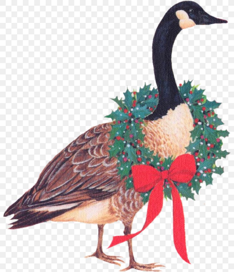 Duck Bird Beak Feather, PNG, 800x950px, Duck, Beak, Bird, Canvas, Christmas Download Free