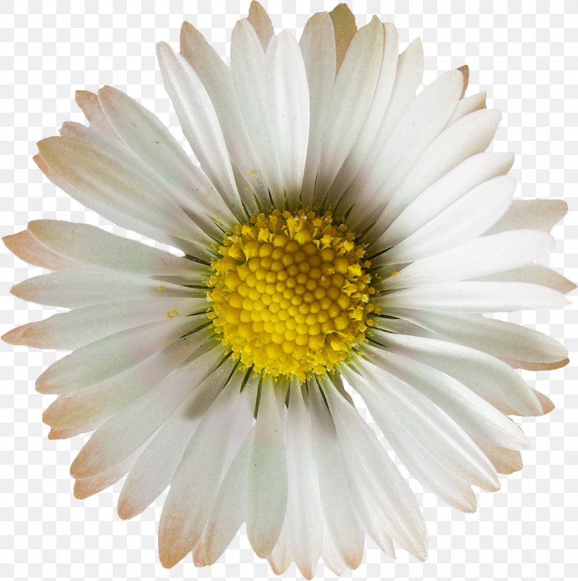 Oxeye Daisy Chrysanthemum Daisy Family Argyranthemum Frutescens Flower, PNG, 1050x1057px, Watercolor, Cartoon, Flower, Frame, Heart Download Free