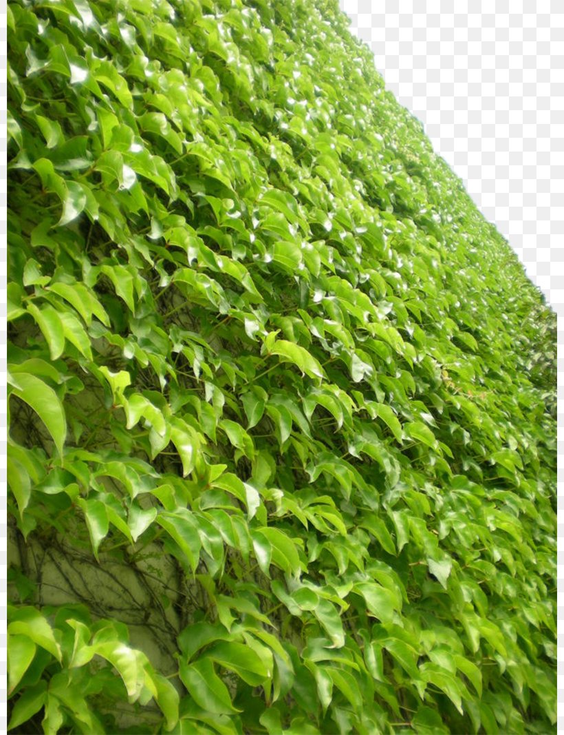 Parthenocissus Tricuspidata Virginia Creeper Vine Greening Plant, PNG, 800x1067px, Parthenocissus Tricuspidata, Deciduous, Evergreen, Grass, Green Download Free