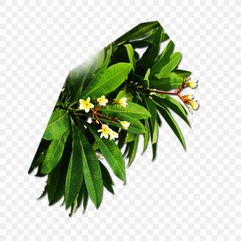 Branch Leaf Green, PNG, 1000x1000px, Branch, Auglis, Blue, Color, Concepteur Download Free