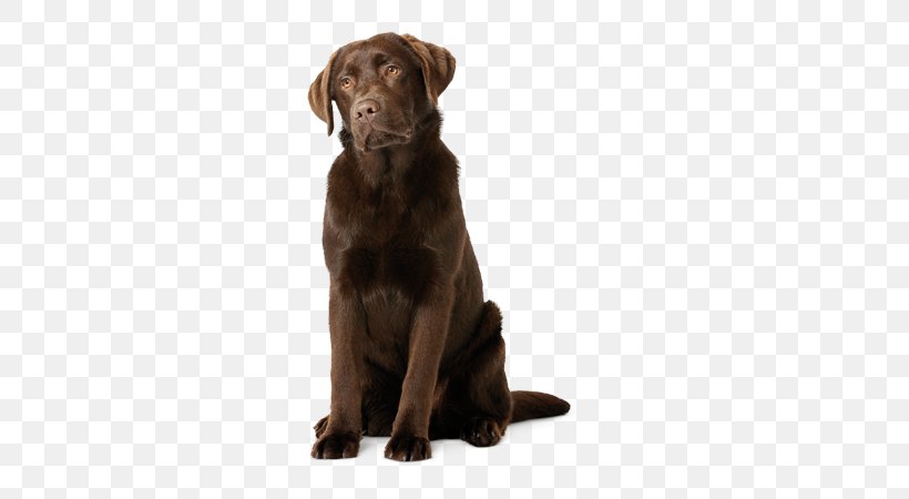 Labrador Retriever Flat-Coated Retriever Puppy Dog Breed Golden Retriever, PNG, 580x450px, Labrador Retriever, Breed, Carnivoran, Companion Dog, Dog Download Free