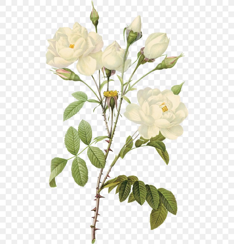 Paper Printmaking Rose Printing Botanical Illustration, PNG, 500x855px, Paper, Art, Blossom, Botanical Illustration, Botany Download Free