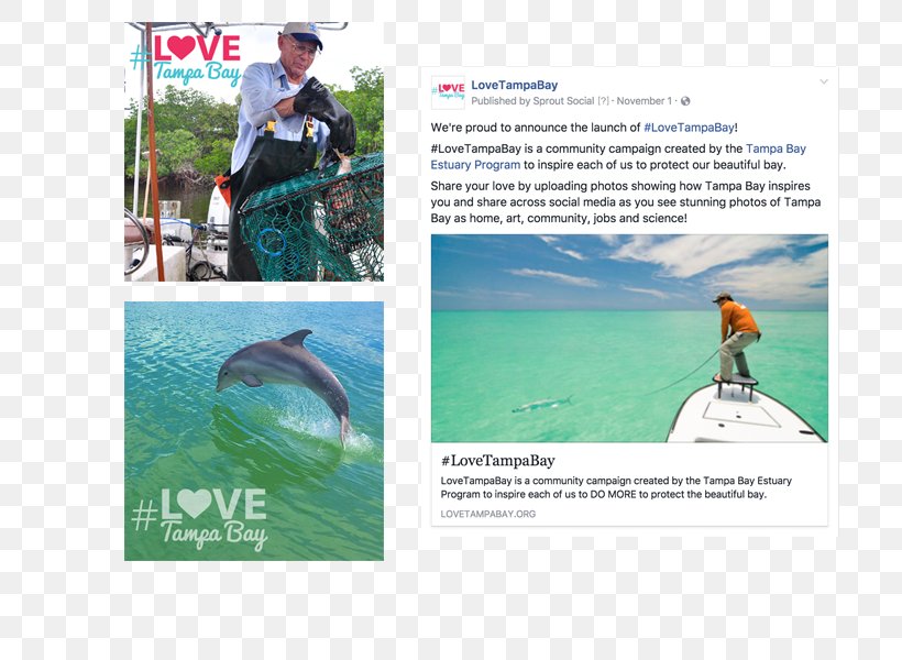 Water Resources Recreation Advertising Vacation, PNG, 800x600px, Water Resources, Advertising, Brand, Brochure, Dolphin Download Free