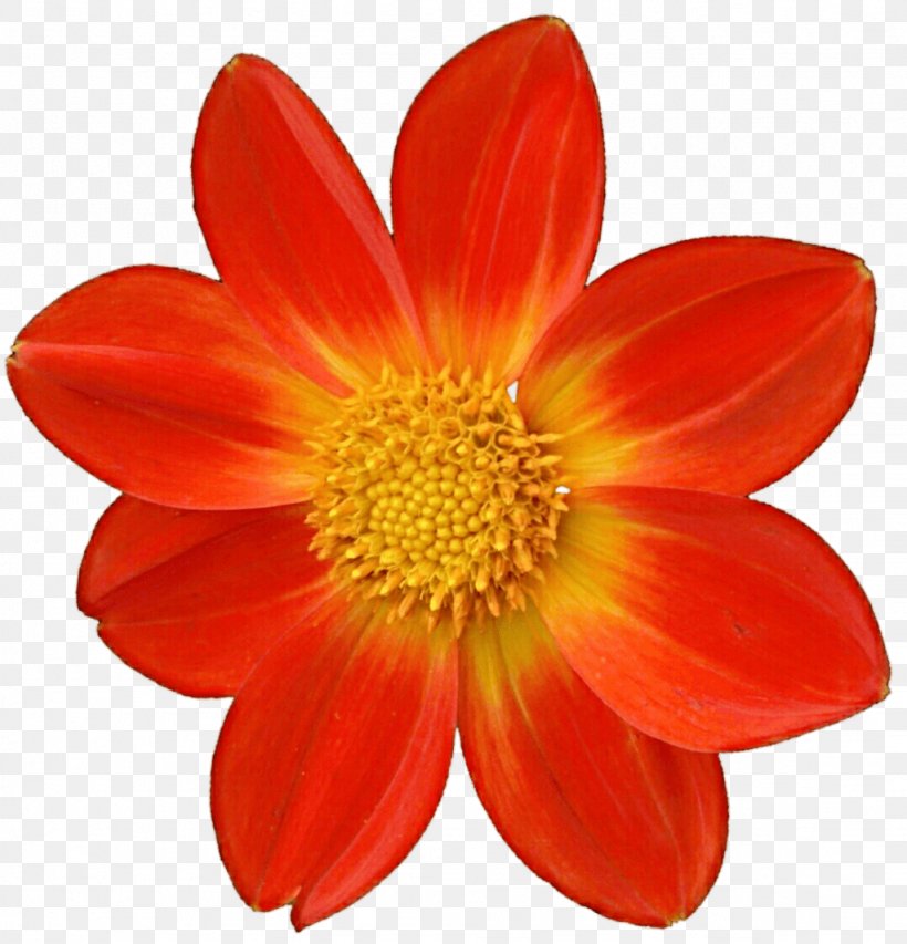 Dahlia Clip Art, PNG, 1024x1066px, Dahlia, Animation, Bbcode, Cut Flowers, Daisy Family Download Free