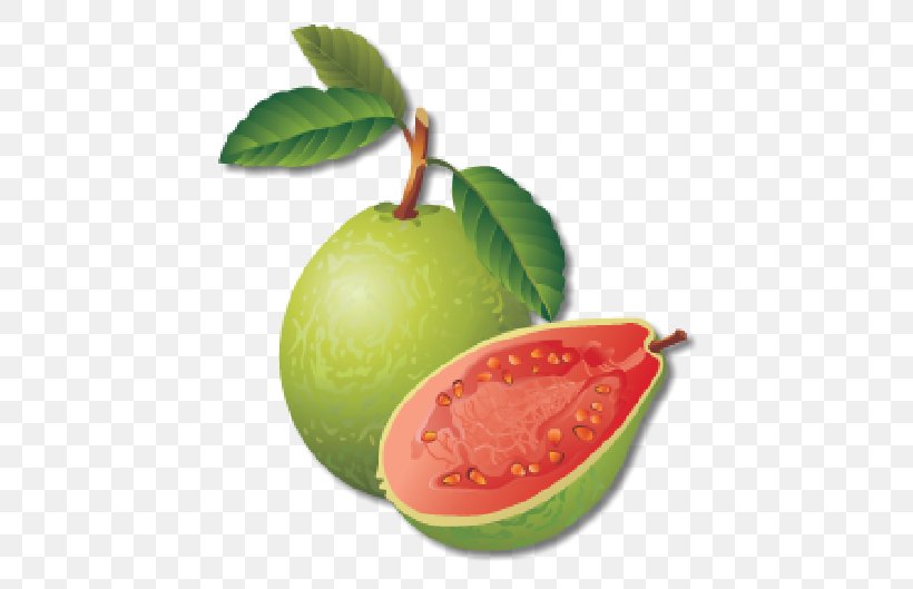 Vector Graphics Guava Royalty-free Illustration Clip Art, PNG, 529x529px, Guava, Common Guava, Flower, Flowering Plant, Food Download Free