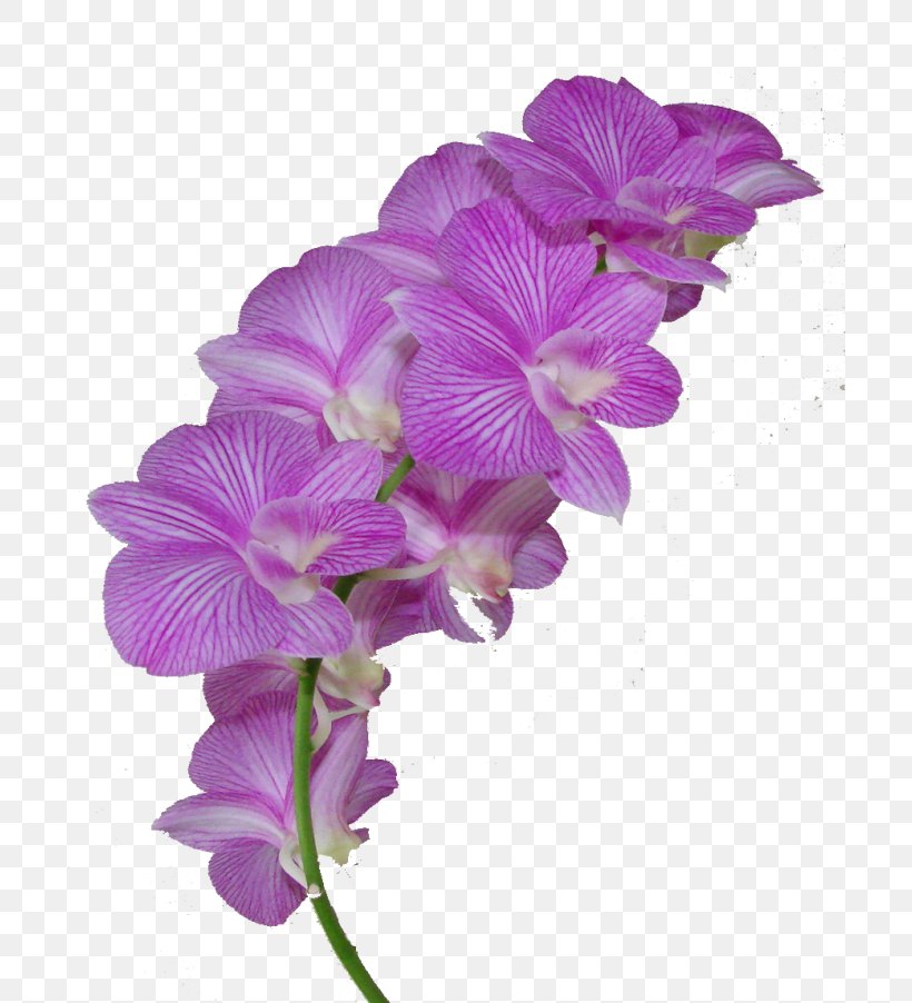 Flower Clip Art, PNG, 700x902px, Flower, Cattleya, Common Daisy, Crown, Cut Flowers Download Free