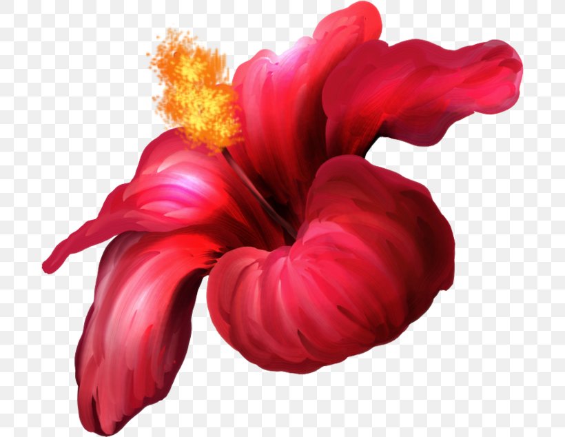 Flower Image Blog Hit, PNG, 700x634px, Flower, Blog, Cut Flowers, Flowering Plant, Hibiscus Download Free