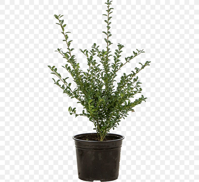 Japanese Holly Branch Shrub Box Flowerpot, PNG, 427x750px, Japanese Holly, Box, Branch, Discounts And Allowances, Evergreen Download Free
