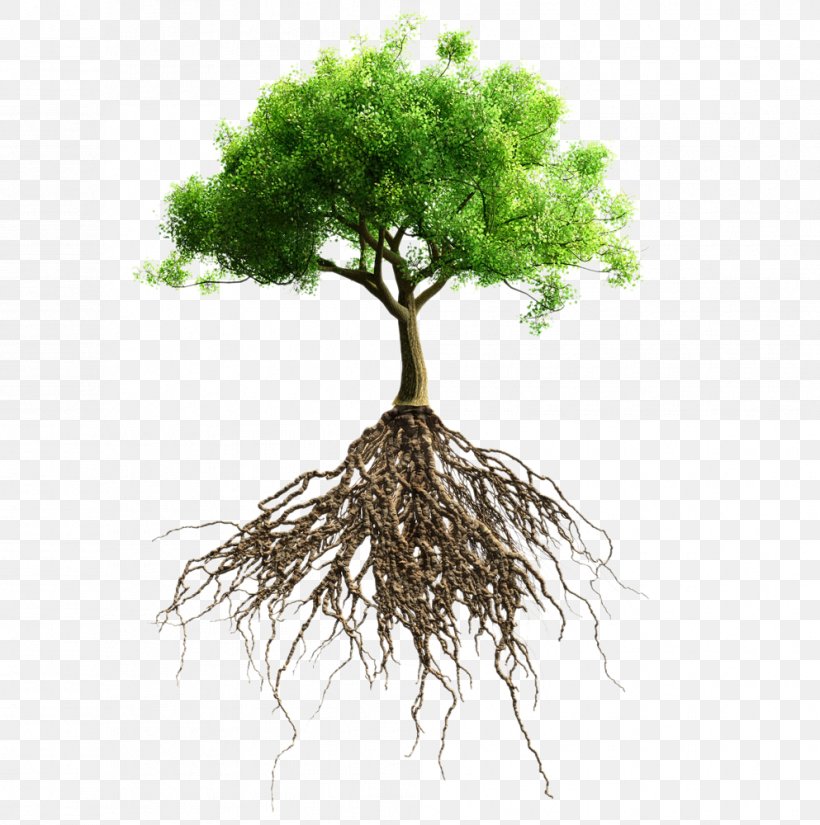 Root Tree Stock Photography Stock.xchng, PNG, 993x1000px, Tree, Branch, Color, Flowerpot, Grass Download Free