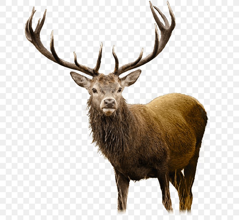 White-tailed Deer Elk Clip Art, PNG, 655x756px, Deer, Antler, Deer Hunting, Elk, Fauna Download Free