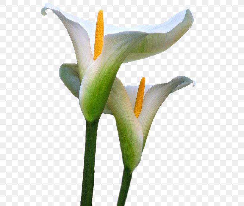 Arum-lily Flower Image, PNG, 548x694px, Arumlily, Alismatales, Arum, Bog Arum, Bud Download Free