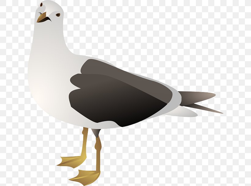 Gulls European Herring Gull Clip Art Openclipart Vector Graphics, PNG, 640x608px, Gulls, Beak, Bird, Blackheaded Gull, Drawing Download Free