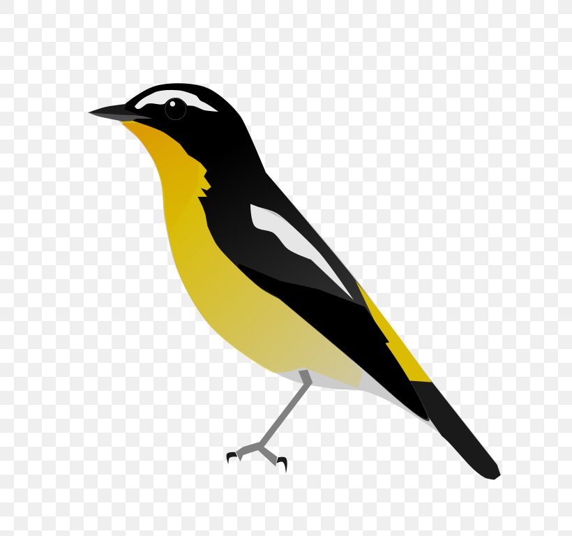 Yellow-rumped Flycatcher Bird Clip Art, PNG, 768x768px, Yellowrumped Flycatcher, Beak, Bird, Blog, Drawing Download Free