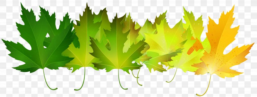 Autumn Leaf Color Green Clip Art, PNG, 8000x3031px, Leaf, Art, Autumn, Autumn Leaf Color, Color Download Free