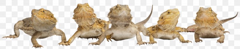 Lizard Reptile Central Bearded Dragon Pet Agamidae, PNG, 2580x536px, Lizard, Agamidae, Animal Figure, Beard, Bearded Dragons Download Free