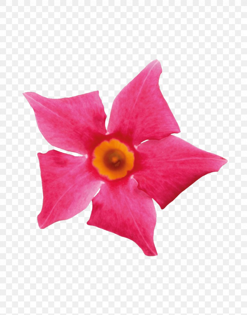 Petal Flower Pink Coral Rocktrumpet, PNG, 871x1111px, Petal, Artificial Flower, Color, Coral, Cut Flowers Download Free