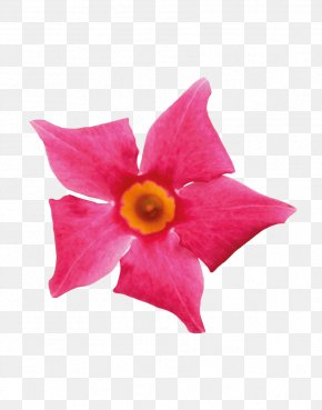 Coral Collection - Petal Flower Pink Coral Rocktrumpet PNG