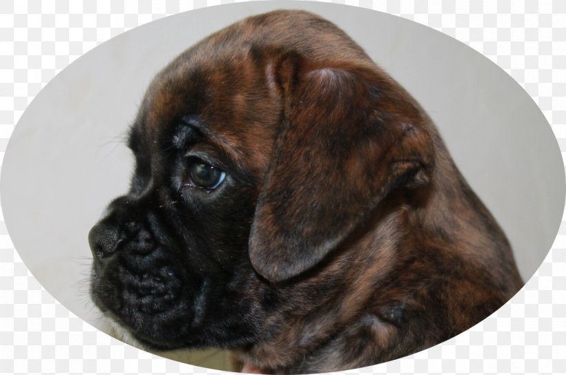 Boxer Bullmastiff Puggle Puppy Dog Breed, PNG, 1191x790px, Boxer, Breed, Bullmastiff, Carnivoran, Dog Download Free