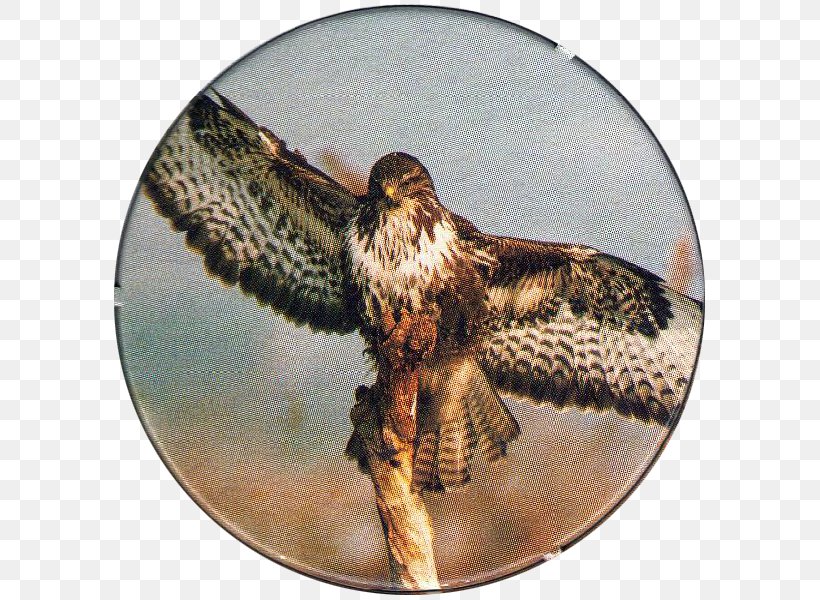 Hawk Common Buzzard Bird Eagle, PNG, 600x600px, Hawk, Accipitriformes, Beak, Bird, Bird Of Prey Download Free