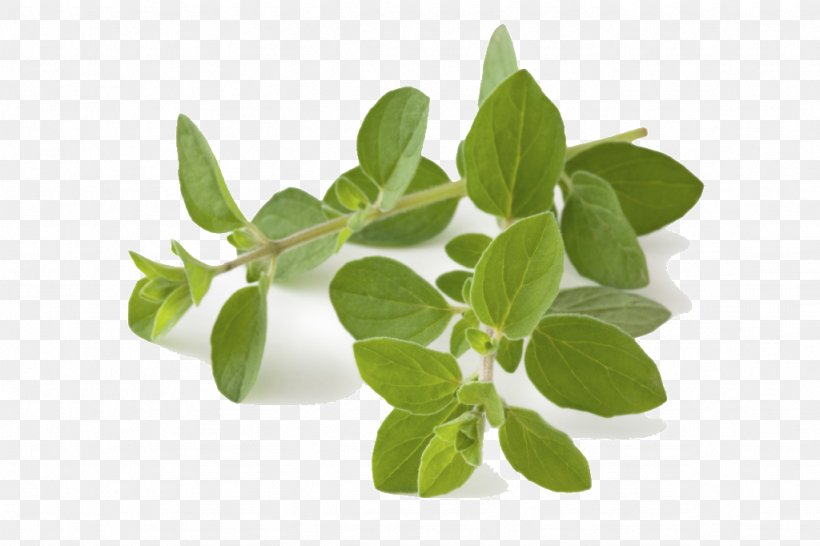 Oregano Herb Greek Cuisine Food Spice, PNG, 1024x682px, Oregano, Ajwain, Basil, Bay Laurel, Dish Download Free