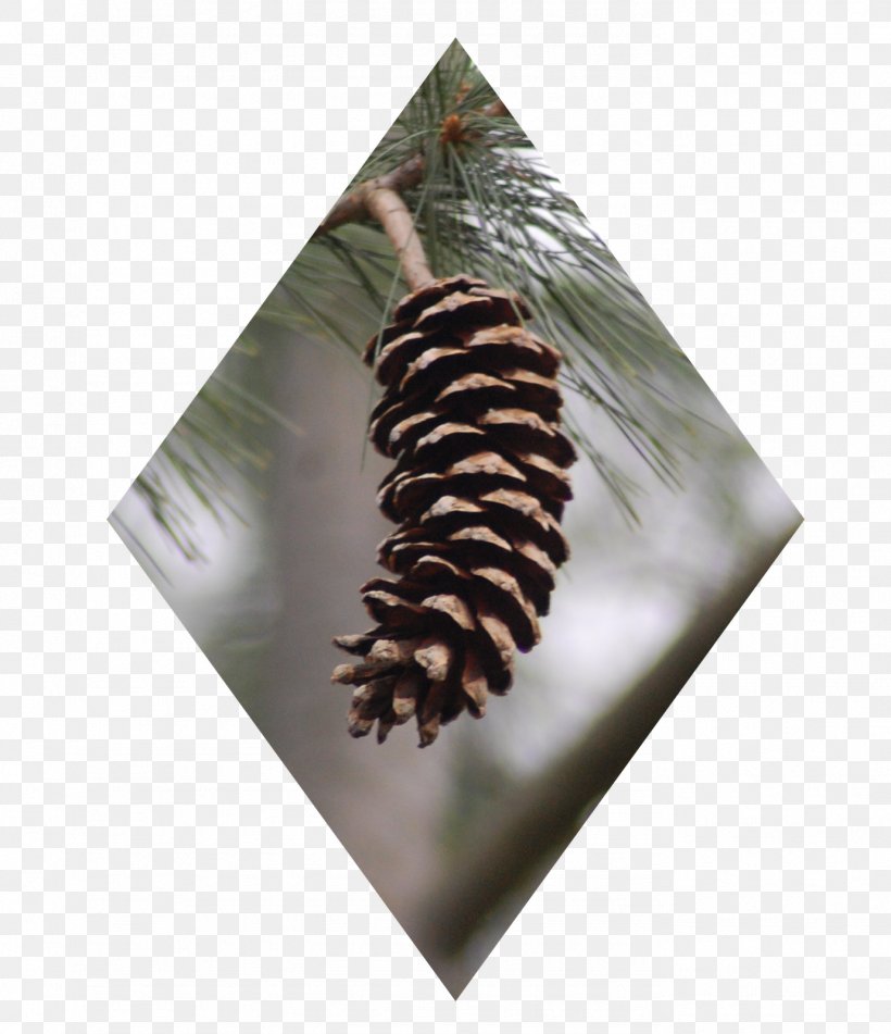 Pine Conifers Tree Christmas Ornament Png 1379x1600px Pine Christmas Christmas Ornament Conifer Conifers Download Free